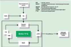 Действие Виагры Действие Виагры