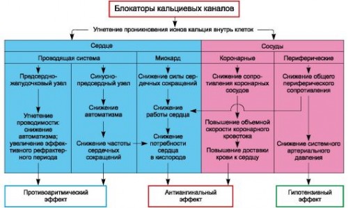 Действие блокаторов кальциевых каналов Действие блокаторов кальциевых каналов