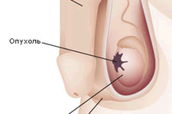 Диагностическое обследование Диагностическое обследование