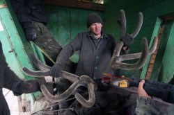 Добыча пантов Добыча пантов