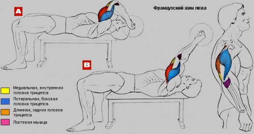 Французский жим лежа Французский жим лежа
