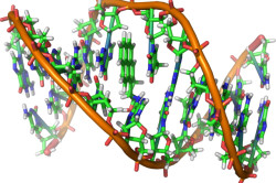 Причины варикацели - генетическая предрасположенность Причины варикацели - генетическая предрасположенность