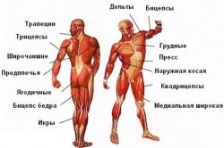 Группы мышц Группы мышц