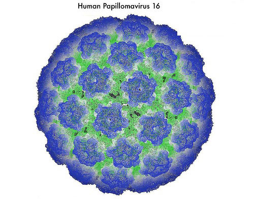ВПЧ 16 входит в категорию повышенного риска онкологических заболеваний
