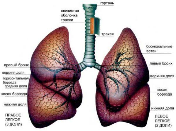 Дыхательная система Дыхательная система