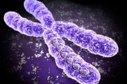 Хроматин Хроматин