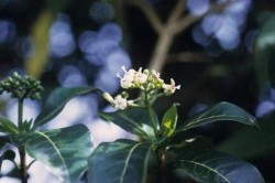 Йохимбе Йохимбе