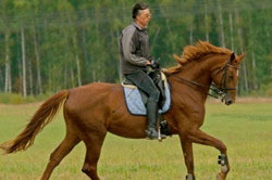 Иппотерапия для лечения аденомы простаты Иппотерапия для лечения аденомы простаты