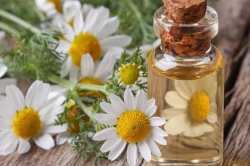 Экстракт ромашки Экстракт ромашки