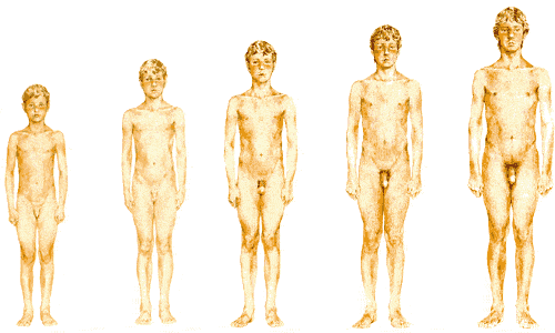 Этапы переходного возраста у мужчин Этапы переходного возраста у мужчин