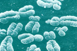 Этиология и патогенез Этиология и патогенез