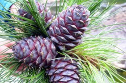 Кедровые орехи Кедровые орехи