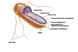 Кишечная палочка Кишечная палочка