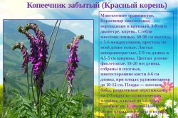 Копеечник забытый Копеечник забытый