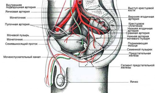 Кровоснабжение мужских половых органов Кровоснабжение мужских половых органов