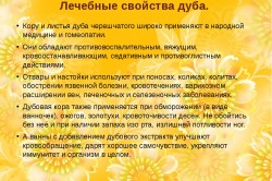 Лечебные свойства дуба Лечебные свойства дуба