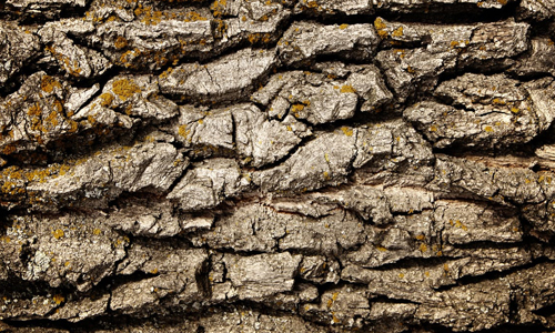 Лечебные свойства коры дуба Лечебные свойства коры дуба