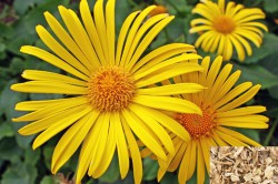 Лечение храпа народными методами Лечение храпа народными методами