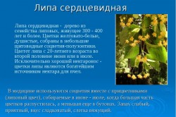 Липа сердцевидная Липа сердцевидная