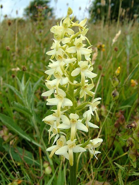 Любовная травка Любовная травка