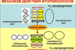 Механизм действия фторхинолонов Механизм действия фторхинолонов