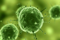 Микоплазмоз Микоплазмоз