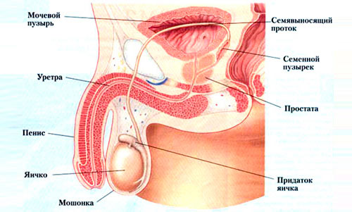 Мочеполовая система мужчины Мочеполовая система мужчины
