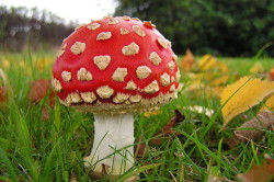 Мухомор Мухомор