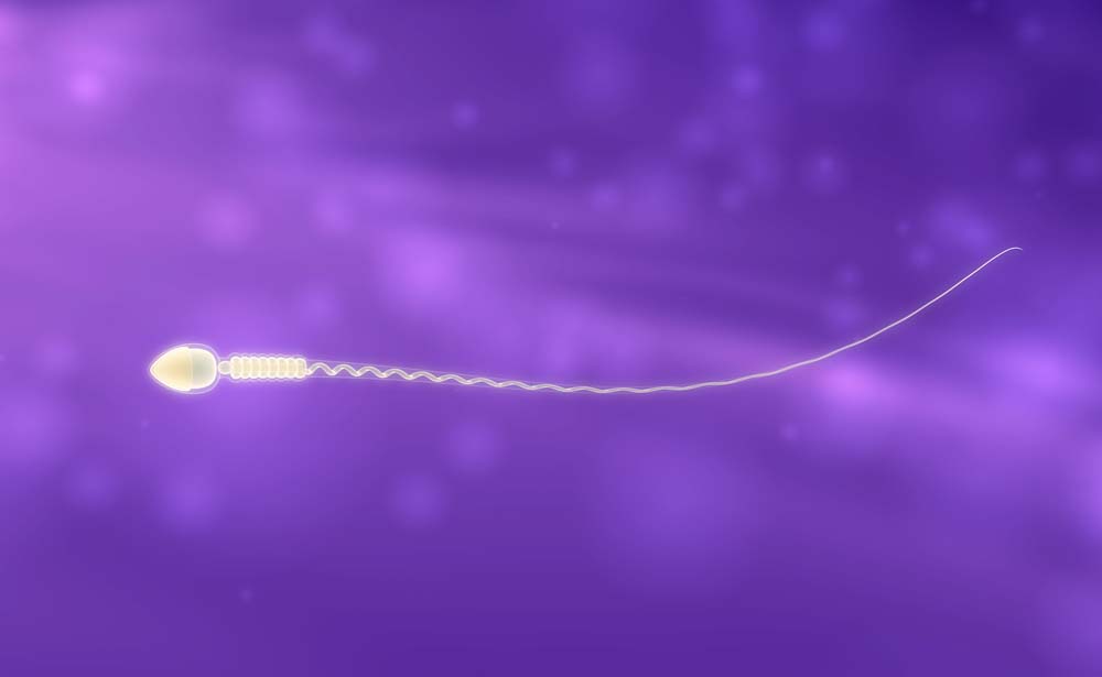 Мужской фертильный сперматозоид Мужской фертильный сперматозоид