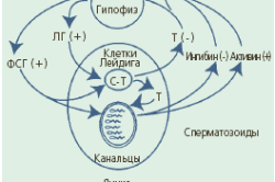 Мужской гипогонадизм Мужской гипогонадизм