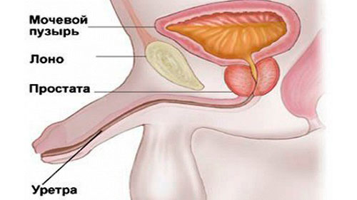 Мужской уретрит Мужской уретрит