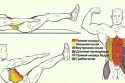 Мышцы пресса Мышцы пресса