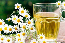 Настой из ромашки для лечения цистита Настой из ромашки для лечения цистита