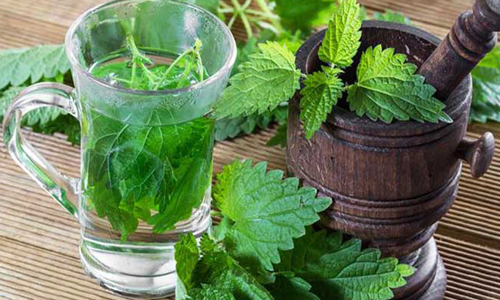 Настой крапивы Настой крапивы