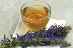 Настойка иссопа Настойка иссопа