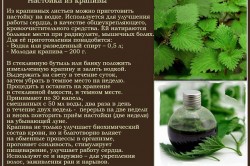 Настойка из крапивы Настойка из крапивы