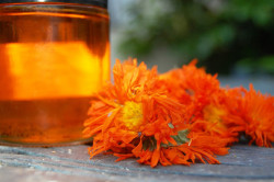 Настойка календулы для лечения уретрита Настойка календулы для лечения уретрита