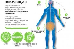 Особенности эякуляции