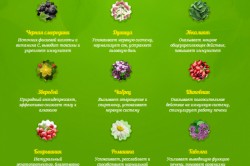 Особенности состава монастырского чая