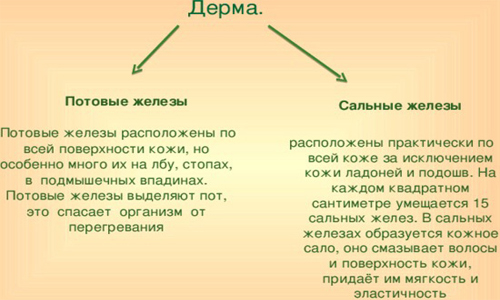 Отличия потовых и сальных желез Отличия потовых и сальных желез