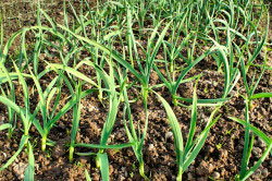 Озимый чеснок Озимый чеснок