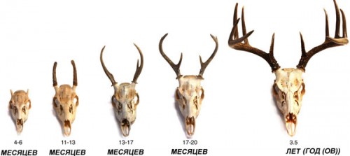 Панты оленей по возрасту Панты оленей по возрасту