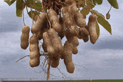 Растение арахиса Растение арахиса