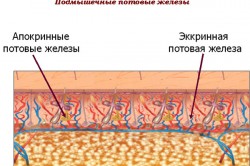 Подмышечные потовые железы