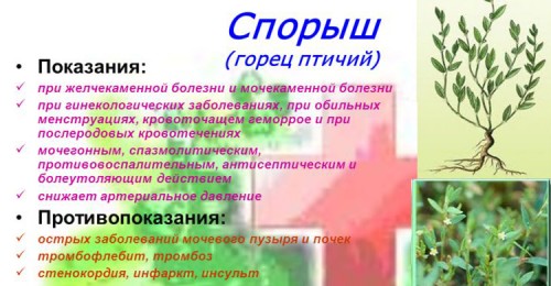 Показания и противопоказания спорыша Показания и противопоказания спорыша