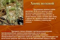 Полевой хвощ Полевой хвощ