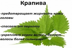Полезные свойства крапивы Полезные свойства крапивы