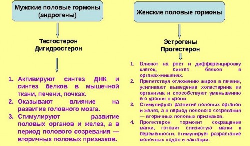Половые гормоны Половые гормоны
