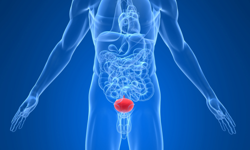 Положительное влияние на мочеполовую систему Положительное влияние на мочеполовую систему