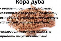 Польза коры дуба